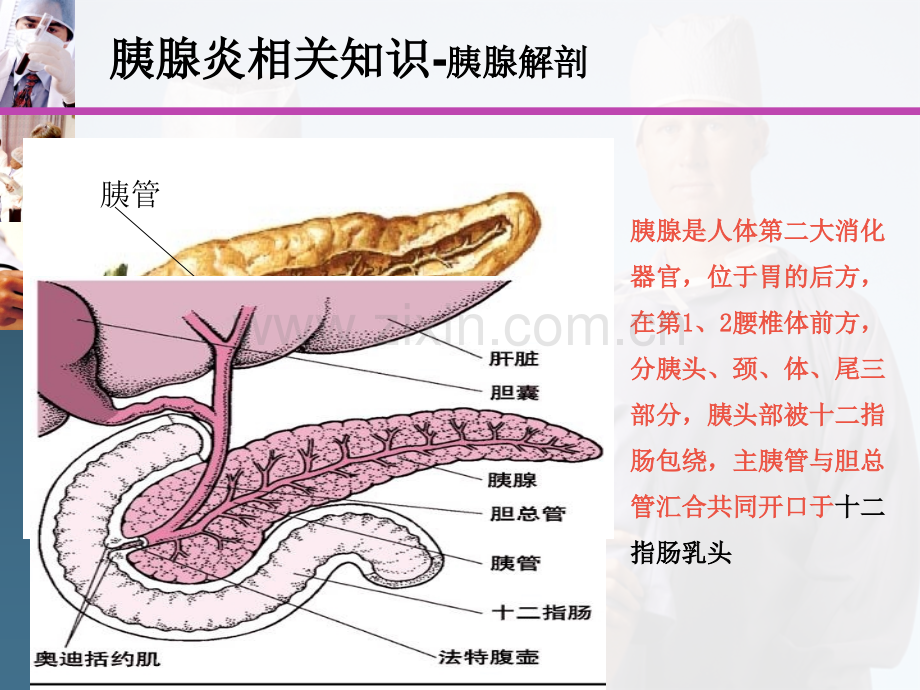 急性胰腺炎护理.ppt_第3页