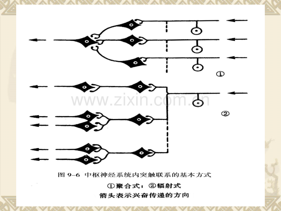 动物生理学-第九章神经生理PPT课件.ppt_第2页