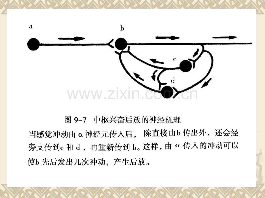 动物生理学-第九章神经生理PPT课件.ppt_第3页