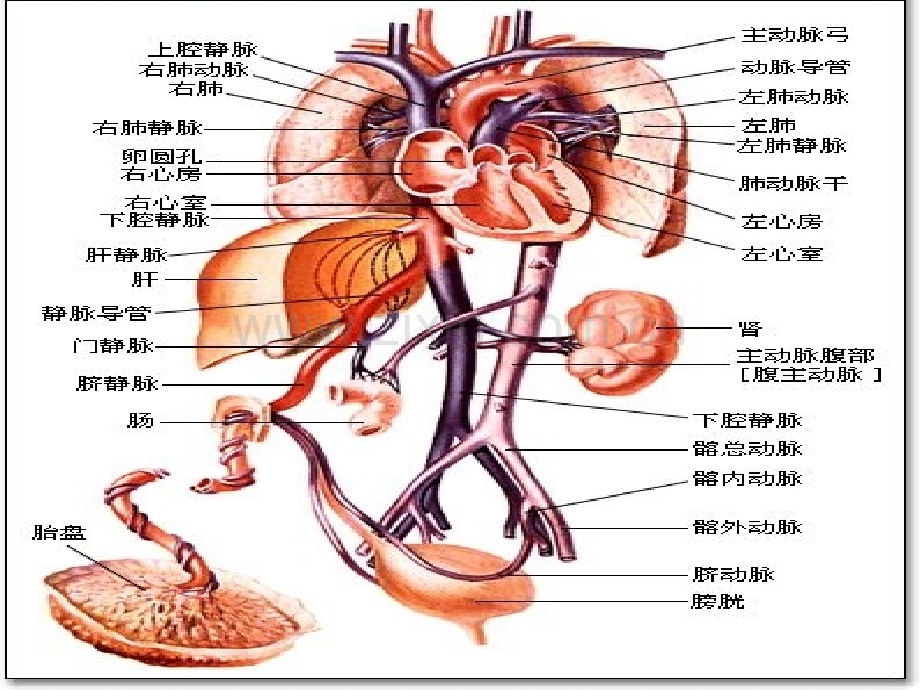 胎儿血流动力学在产科的应用.ppt_第3页