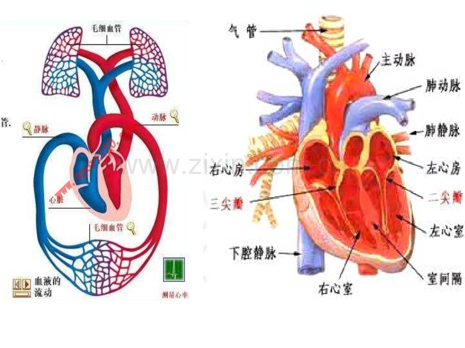 肺源性心脏病kejian.ppt_第3页