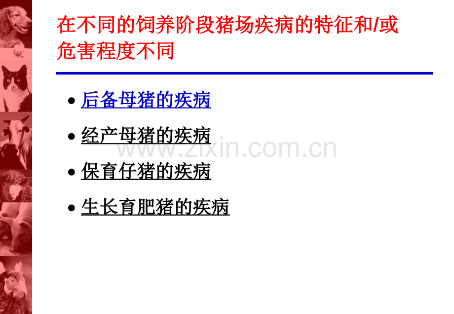 后备母猪的管理程序PPT课件.ppt_第1页