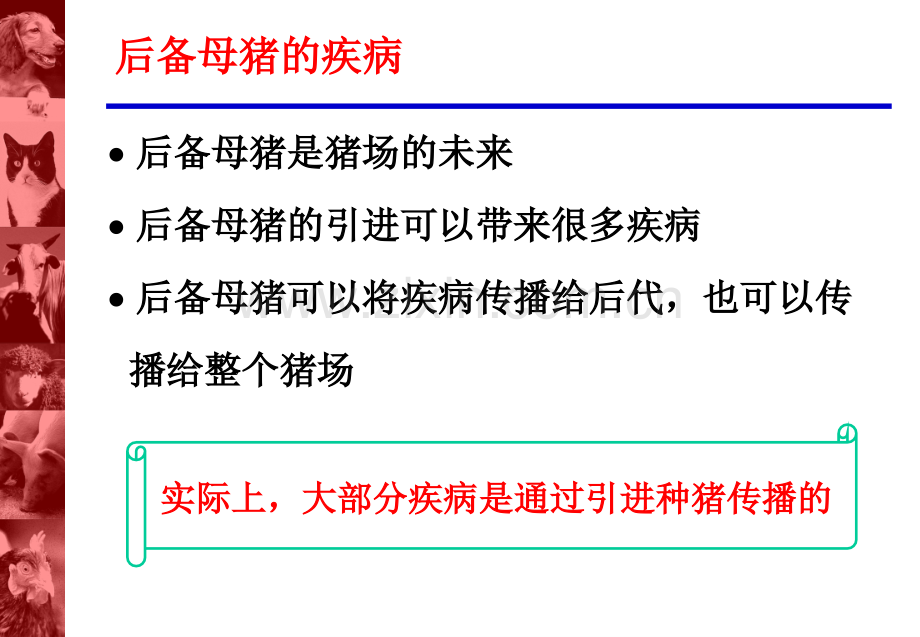 后备母猪的管理程序PPT课件.ppt_第2页