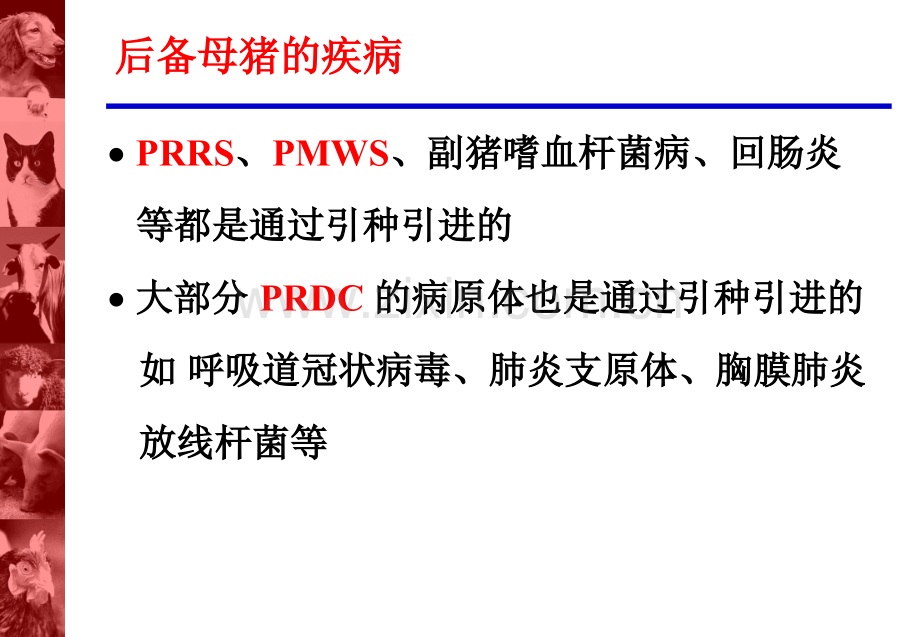 后备母猪的管理程序PPT课件.ppt_第3页