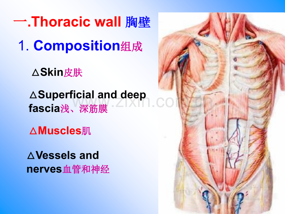 解剖学胸壁肺及胸膜膈解剖.ppt_第2页