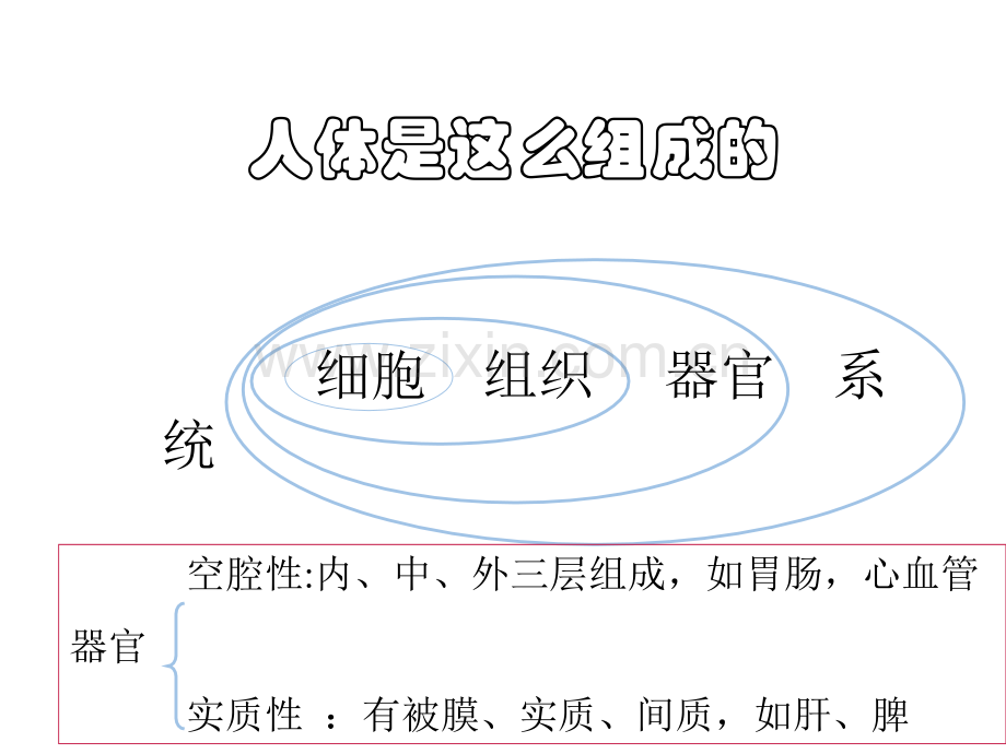 10循环系统.ppt_第2页