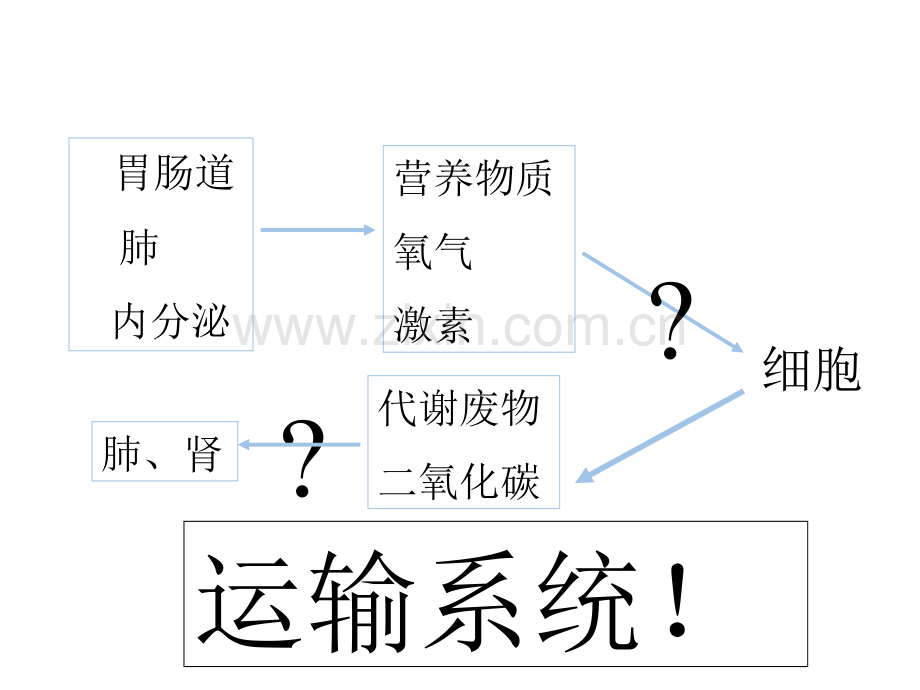 10循环系统.ppt_第3页