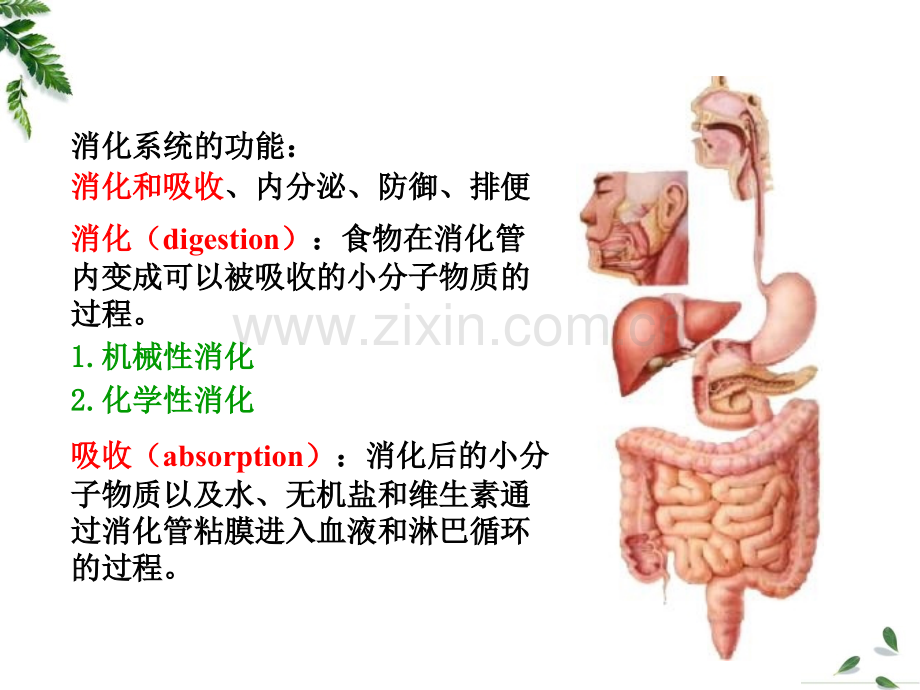 第六章-消化和吸收课件.ppt_第2页