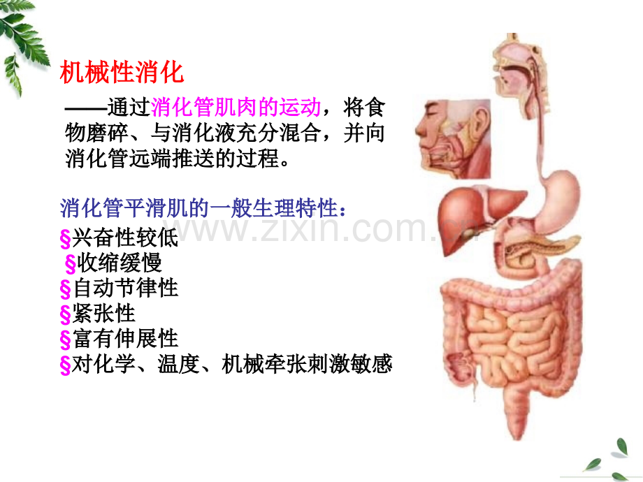 第六章-消化和吸收课件.ppt_第3页