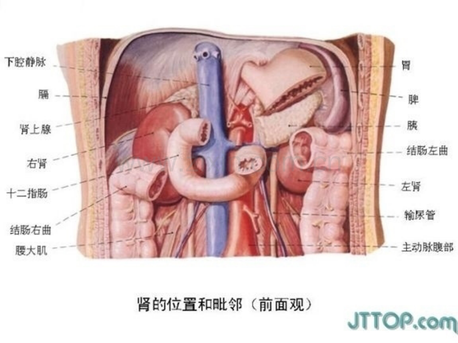 胸部、腹部器官解剖图及血液循环.ppt_第2页