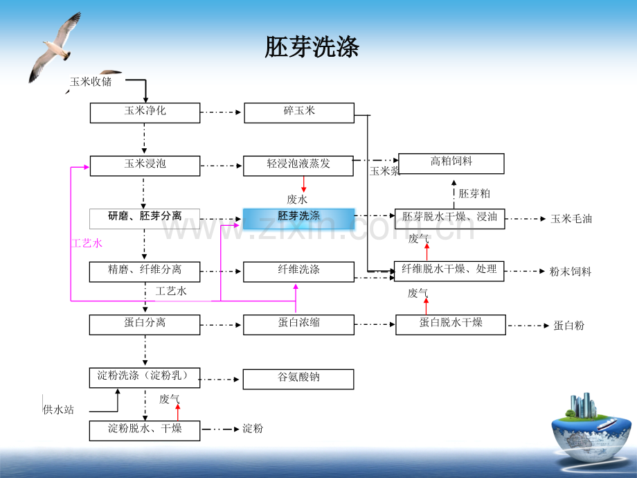 胚芽洗涤.pptx_第2页