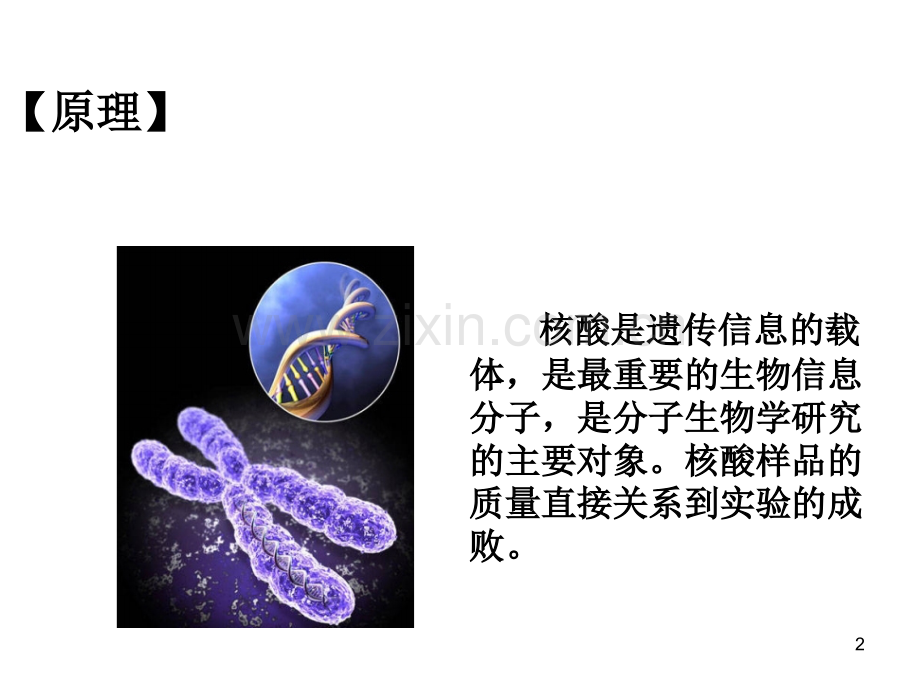 基因组dna的提取课件.ppt_第2页