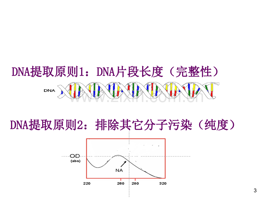 基因组dna的提取课件.ppt_第3页