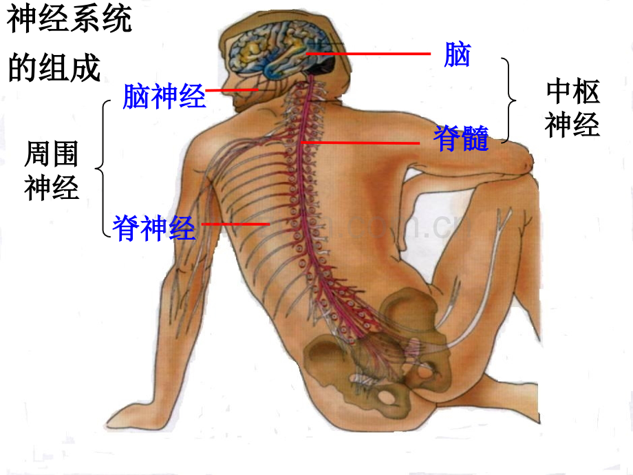 第一节通过神经系统的调节幻灯片.ppt_第2页