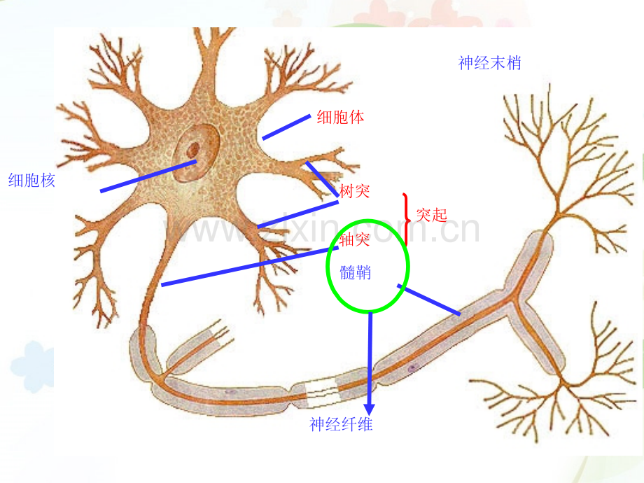 第一节通过神经系统的调节幻灯片.ppt_第3页