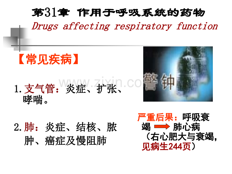 麻醉专业呼吸消化和子宫平滑肌.ppt_第3页