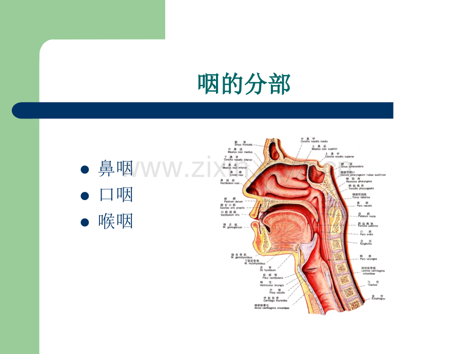 咽部应用解剖学及生理学PPT课件.ppt_第3页