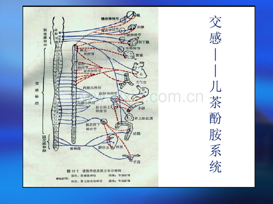 肾上腺素受体.ppt_第2页