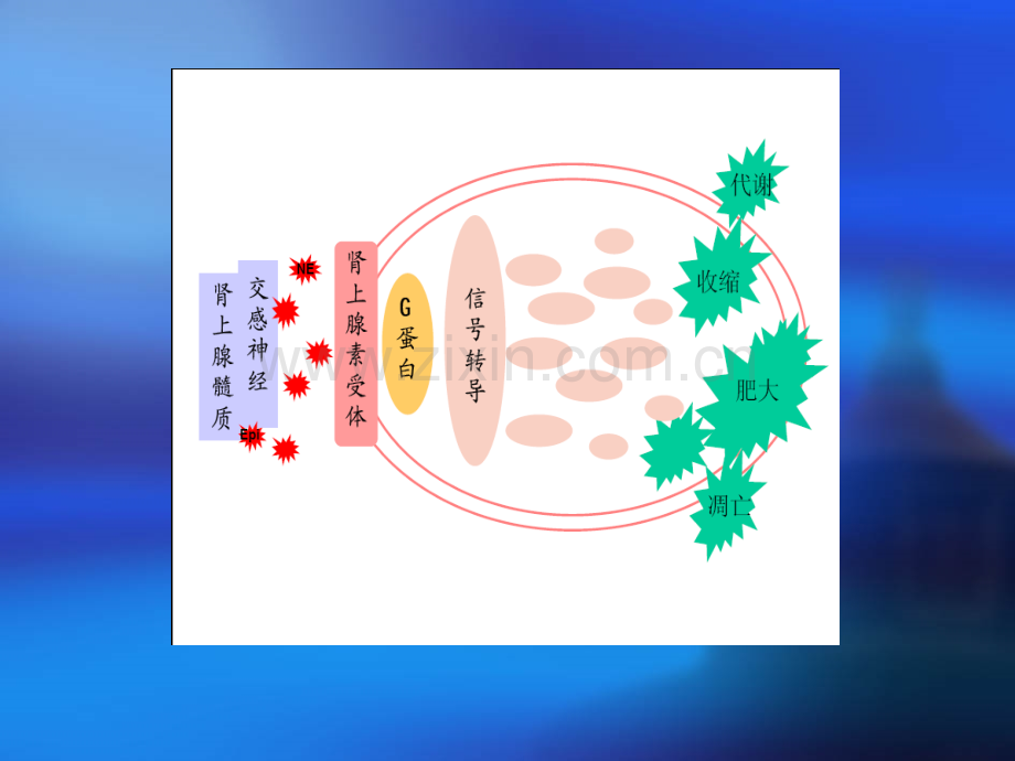 肾上腺素受体.ppt_第3页