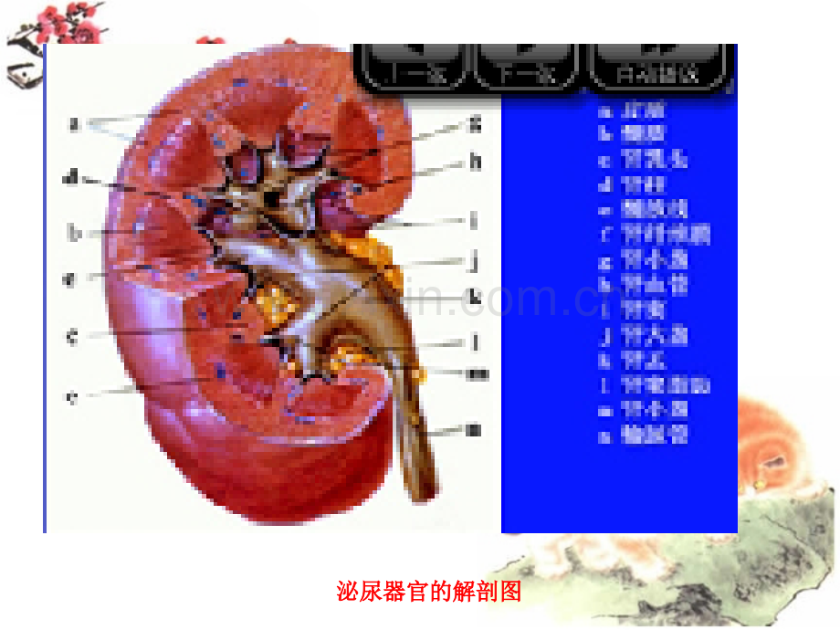 第四章-泌尿系统疾病兽医内科学.ppt_第3页