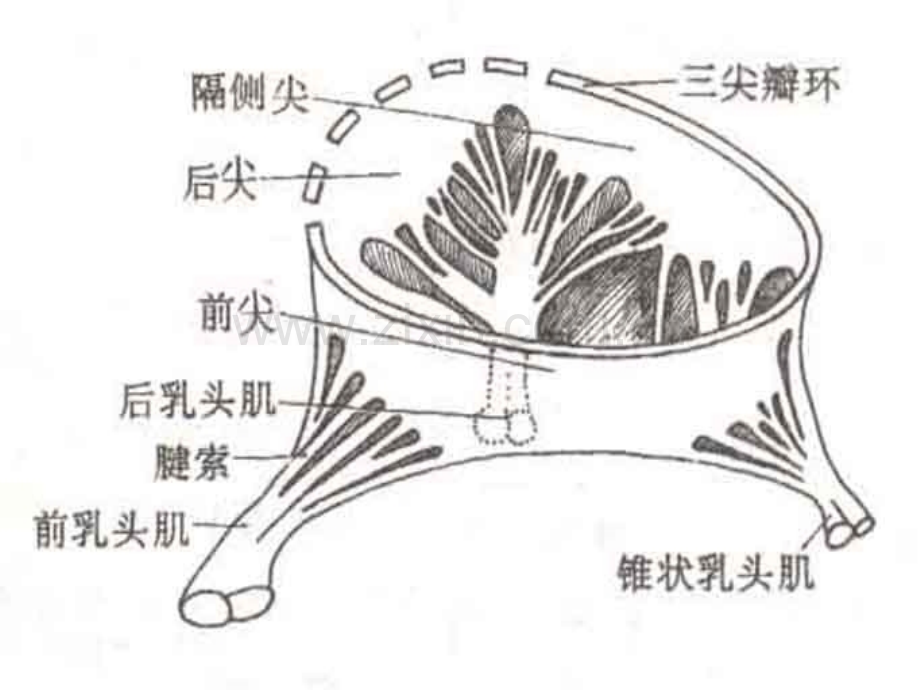 三尖瓣解剖结构.ppt_第3页