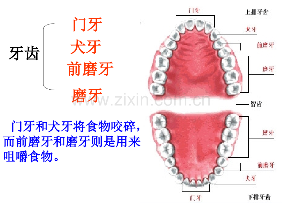 牙齿;营养物质的吸收和运输.ppt_第2页