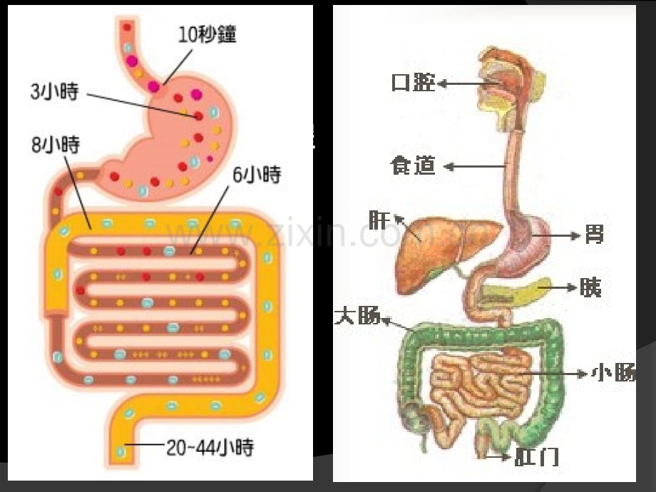 高职高专《食品营养与卫生课程》——膳食营养与体重.pptx_第3页