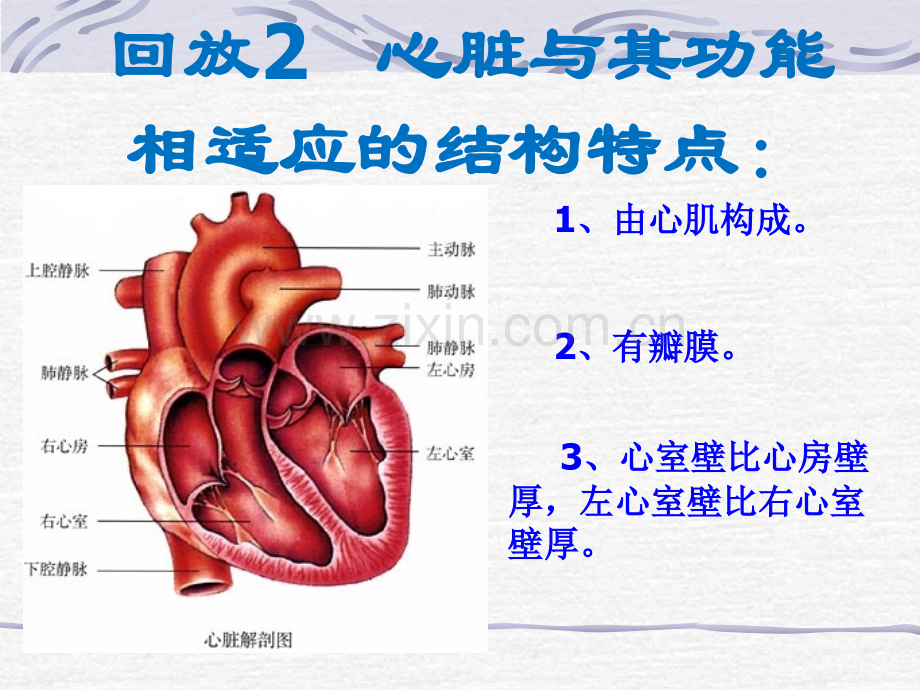 心脏及血液循环-PPT课件.ppt_第2页