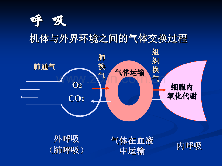 呼吸系统生理.ppt_第2页