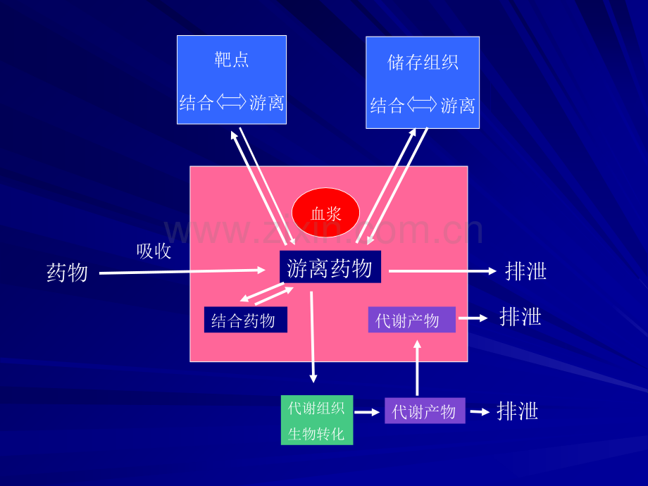 第3章-药物代谢动力学.ppt_第3页