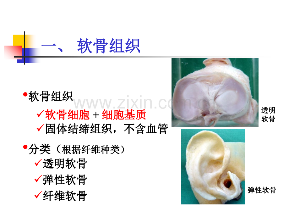 软骨和骨.ppt_第2页