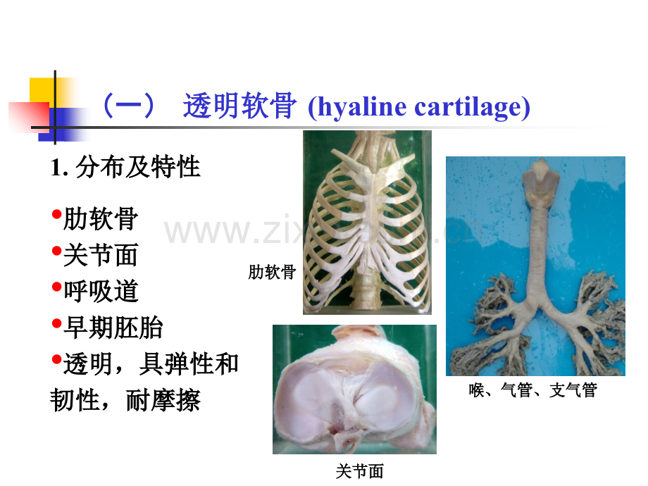 软骨和骨.ppt_第3页