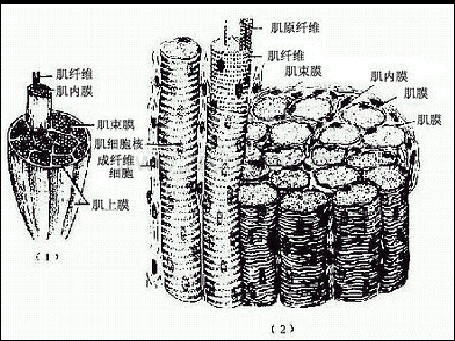 2-3第四节-肌肉组织-PPT课件.ppt_第3页