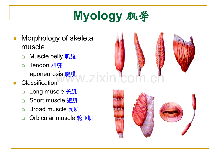 解剖学双语.ppt_第2页