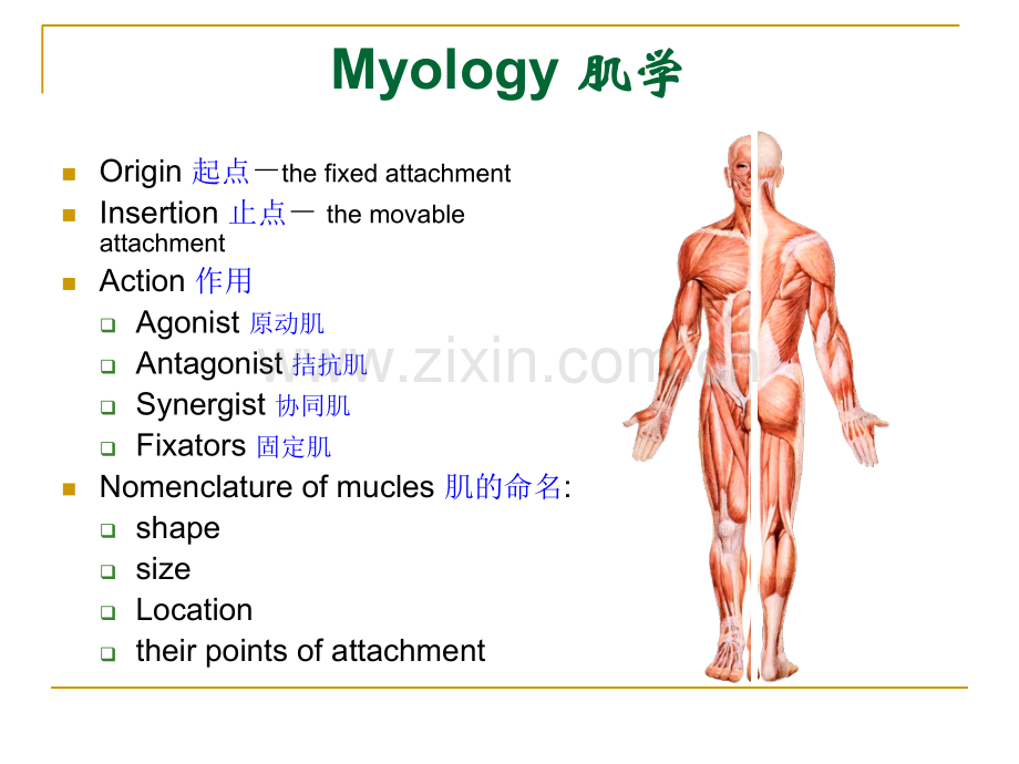 解剖学双语.ppt_第3页