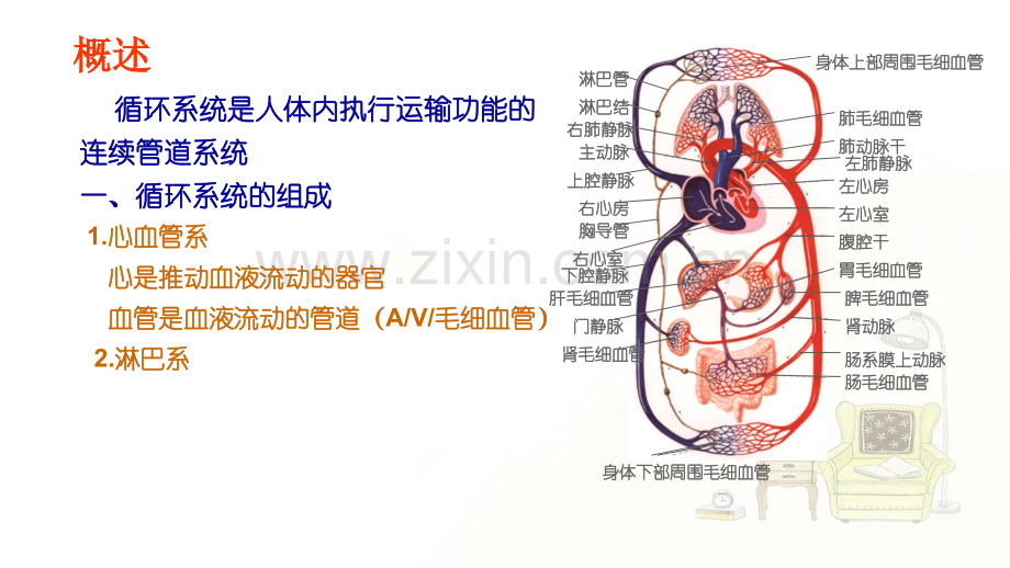 循环系统解剖.ppt_第2页