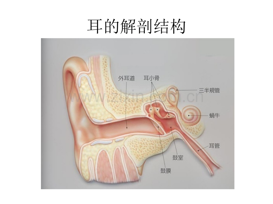 听力语言障碍.ppt_第3页