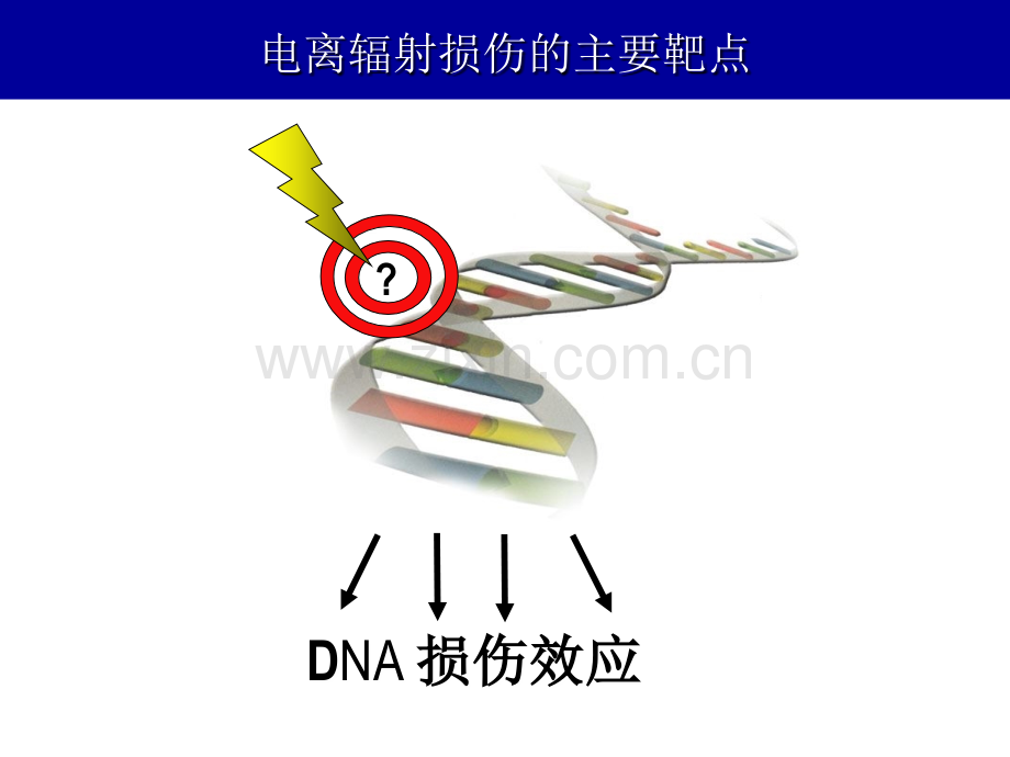 心脑血管药理、食管癌放疗增敏研究dna损伤反应最终.ppt_第3页