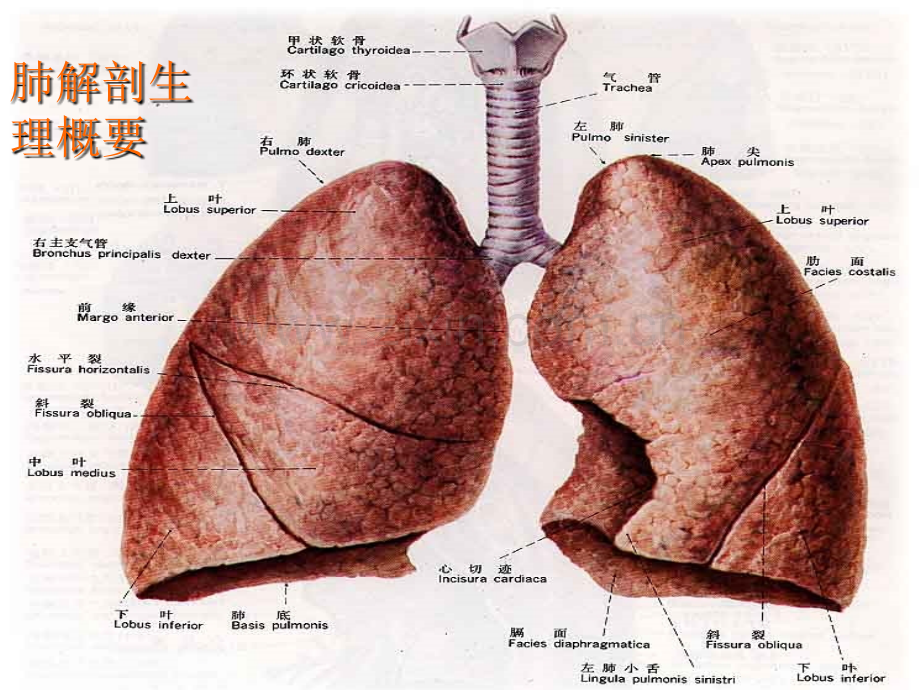 肺癌的护理PPT课件.ppt_第3页