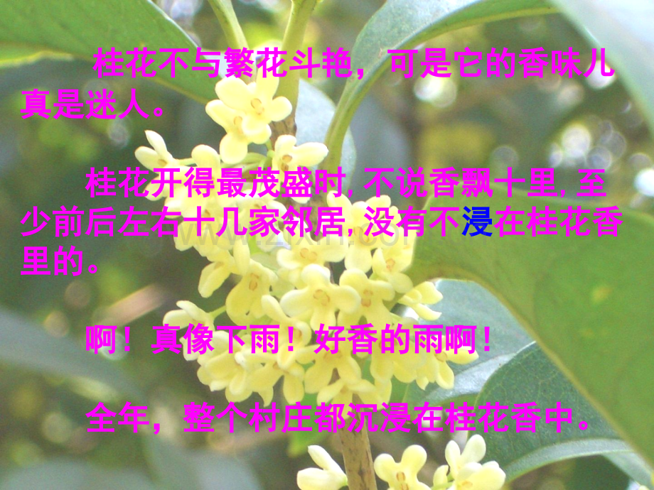 桂花不与繁花斗艳PPT课件.ppt_第3页