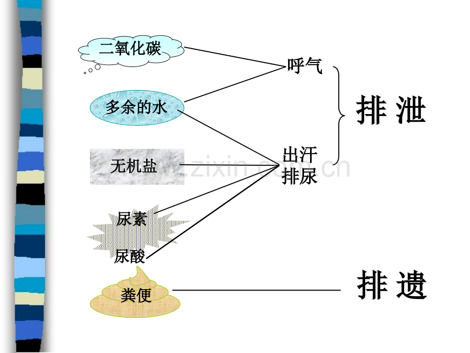 泌尿系统的组成.ppt_第2页