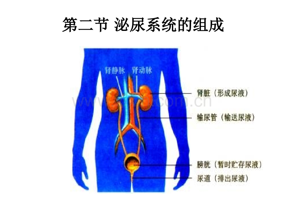 泌尿系统的组成.ppt_第3页