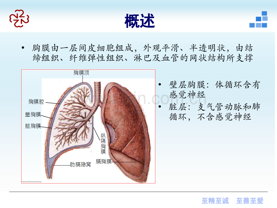 胸膜疾病八年制.ppt_第2页