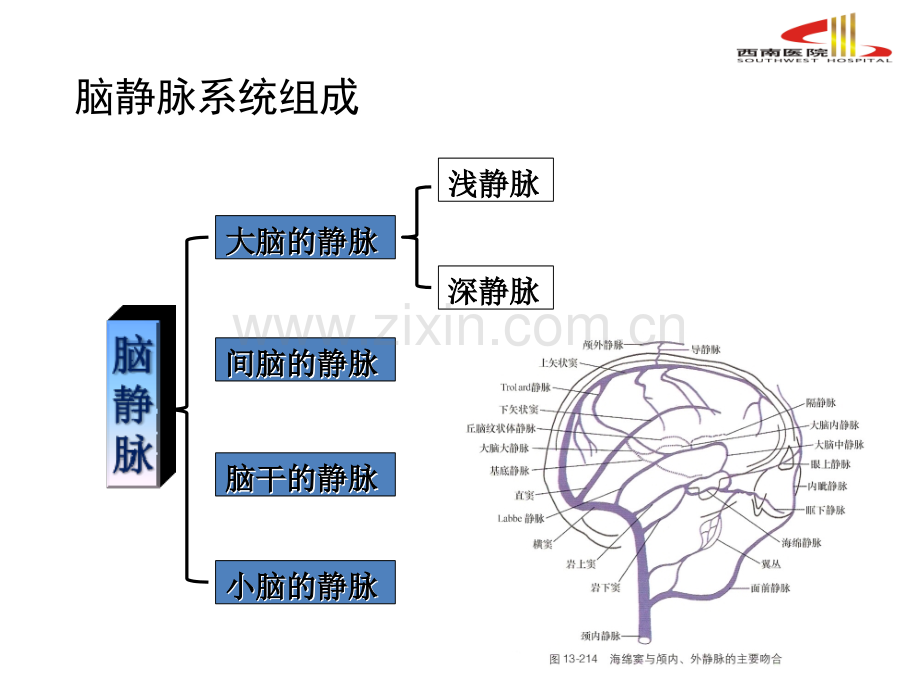 详解脑静脉系统解剖与血栓形成.ppt_第3页