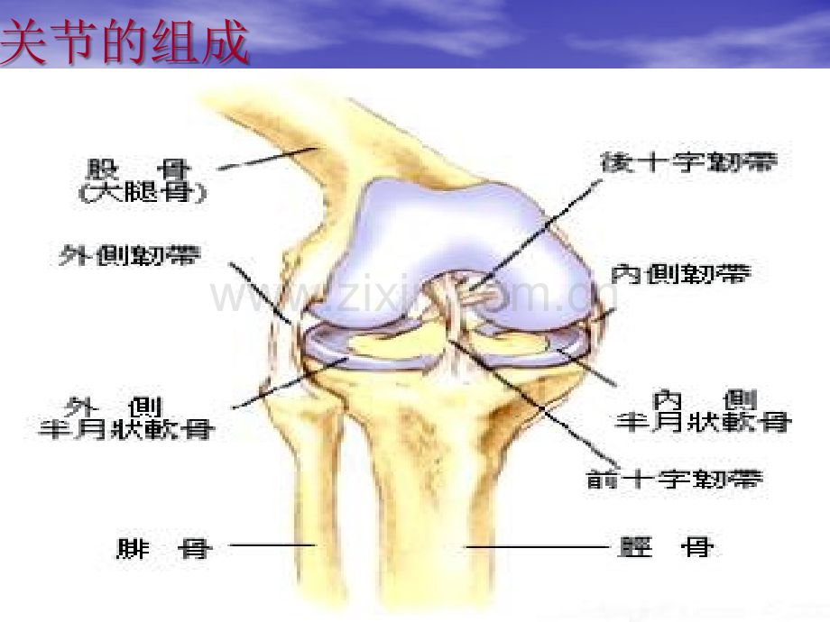 全侧膝关节置换术.ppt_第3页