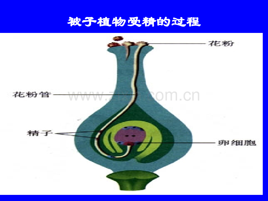 滕北辛婴儿的诞生.ppt_第2页