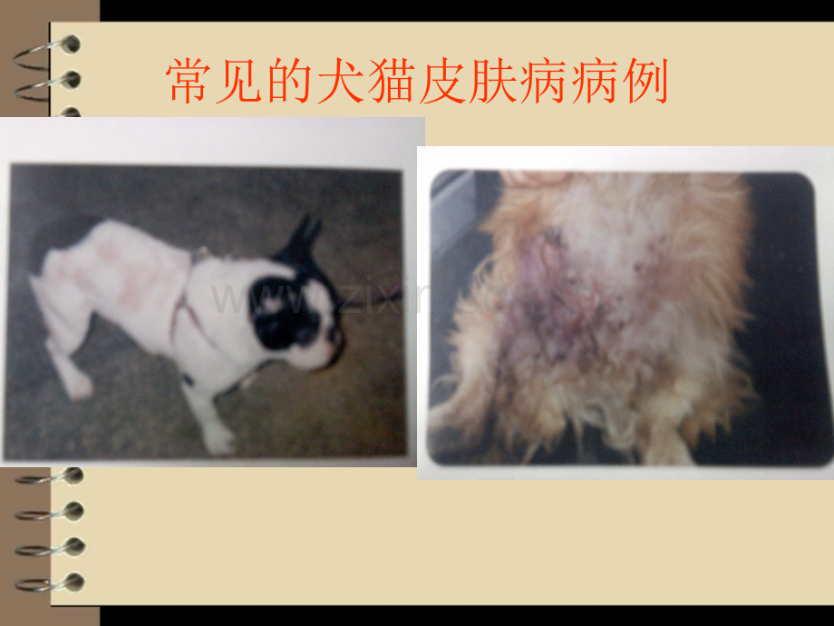 犬猫皮肤病的类型及诊断方法动医第一组.ppt_第2页