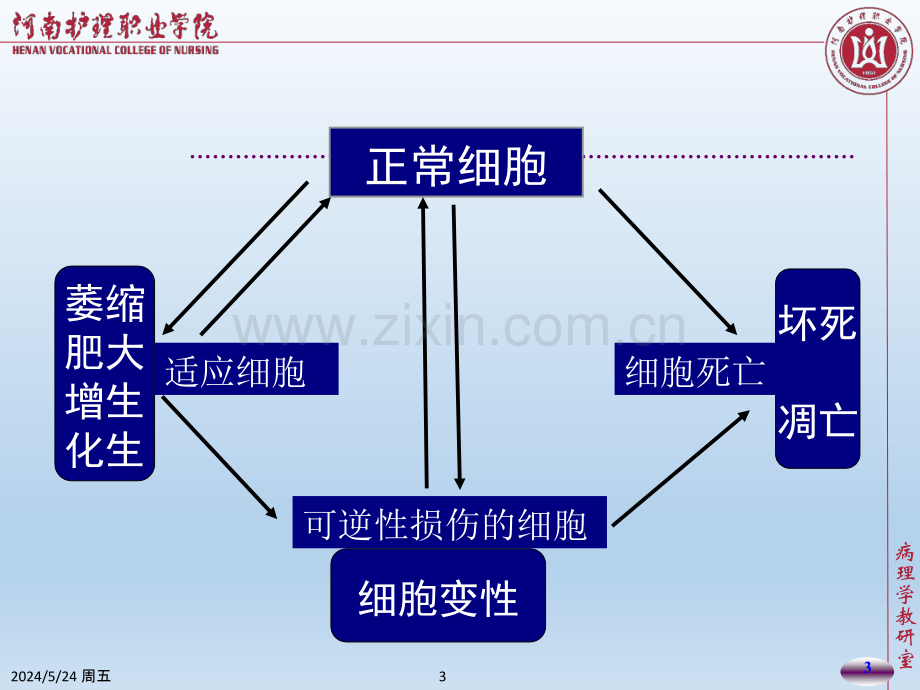 组织的适应损伤与修复.ppt_第3页