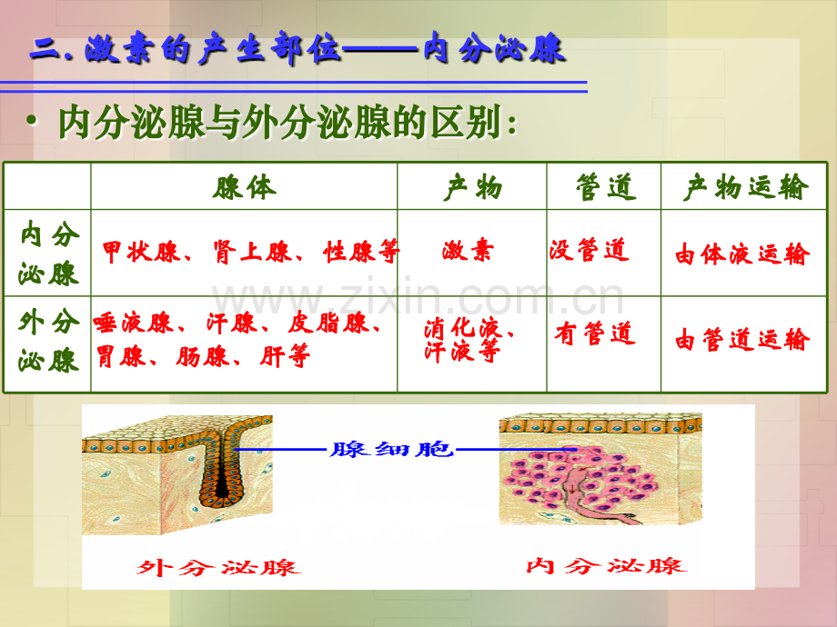 激素调节-(第一轮复习)23.ppt_第3页