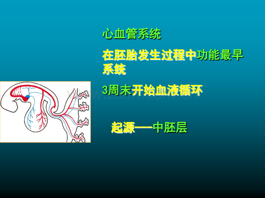 组织学与胚胎学-心血管系统发生.ppt_第3页